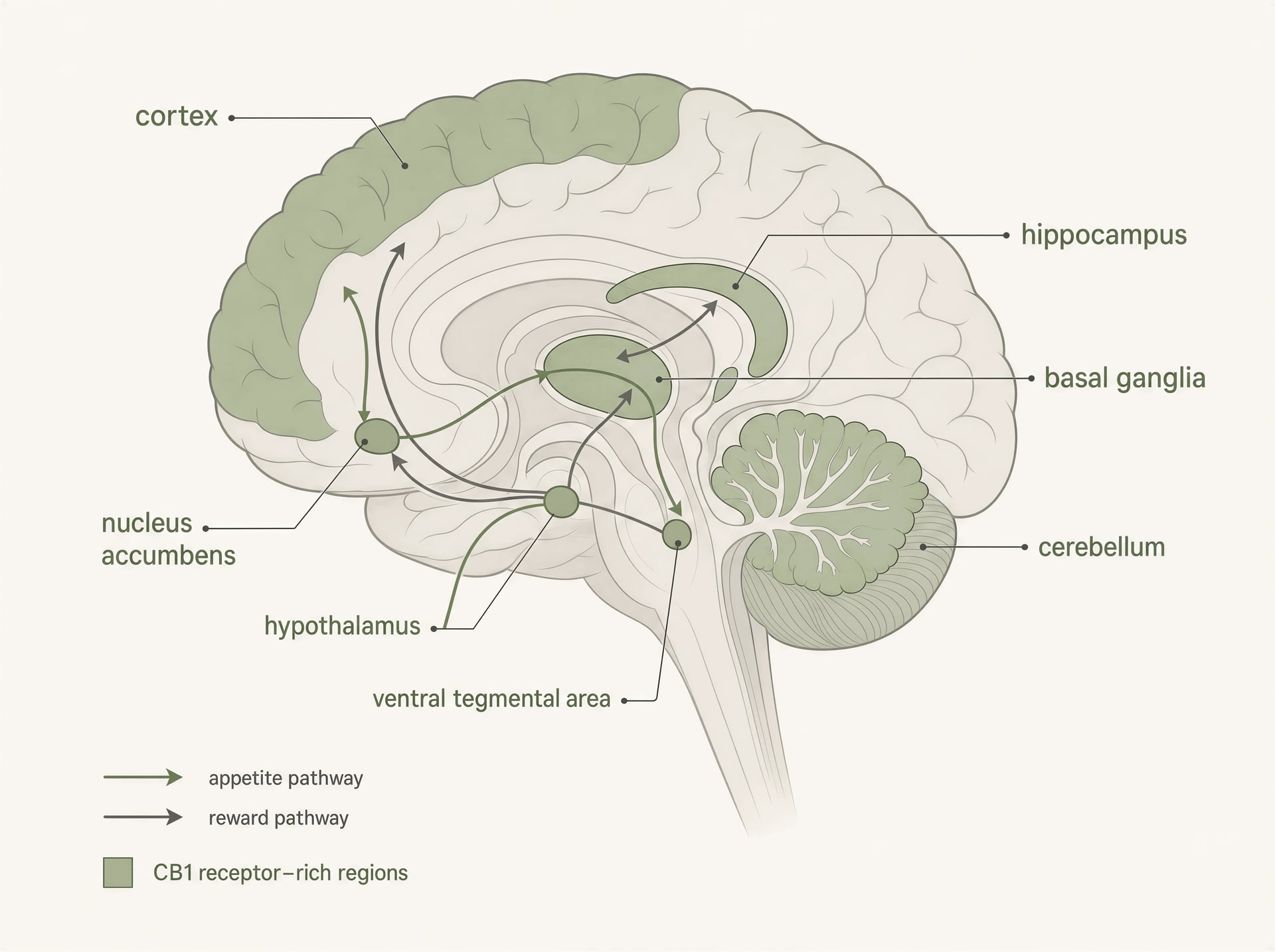 Brain schematic labeling CB1-rich regions involved in appetite, reward, memory, and movement.
