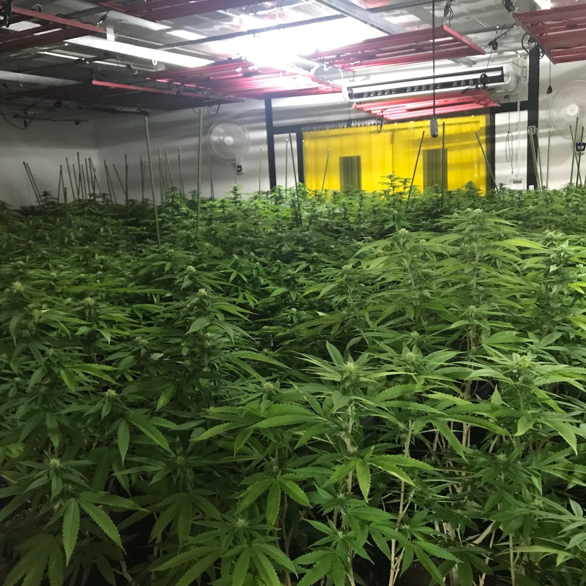 The God Flower