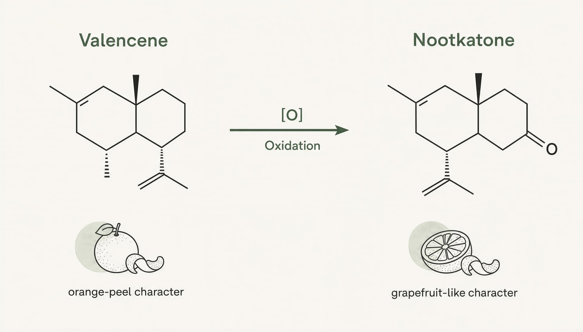 Diagram showing valencene oxidized into nootkatone