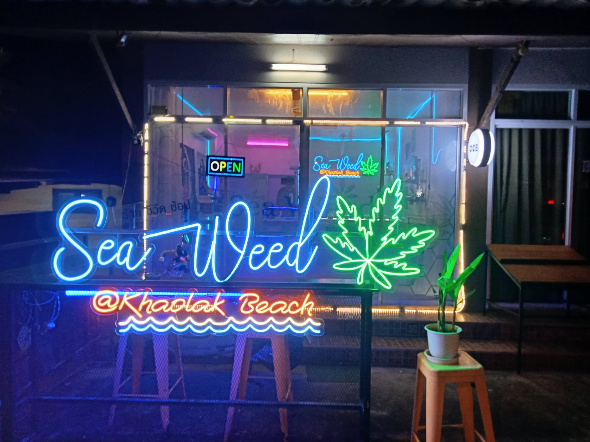 Sea Weed Canabis