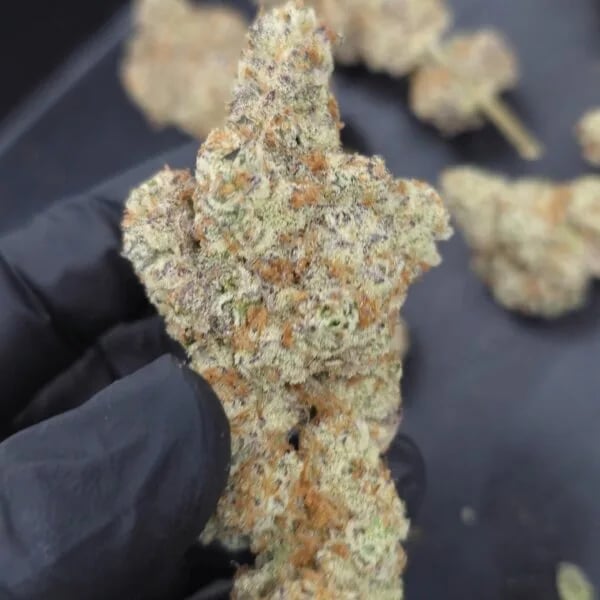 Cannabear