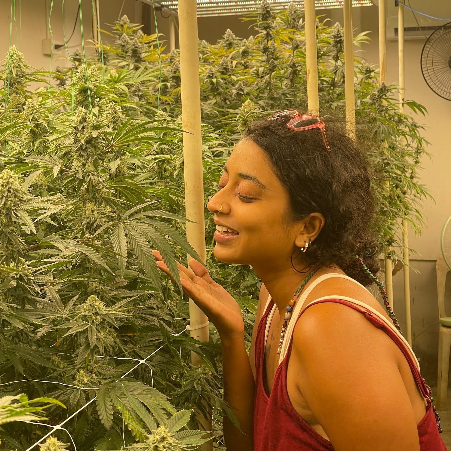 Phuket Homegrown Farm Cannabis & Weed Good Things Don't Have To Be Expensive
