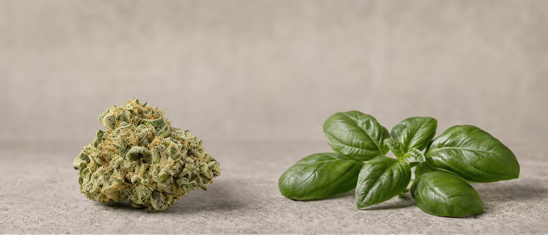 Fenchol v Cannabis: Aroma, účinky a důkazy