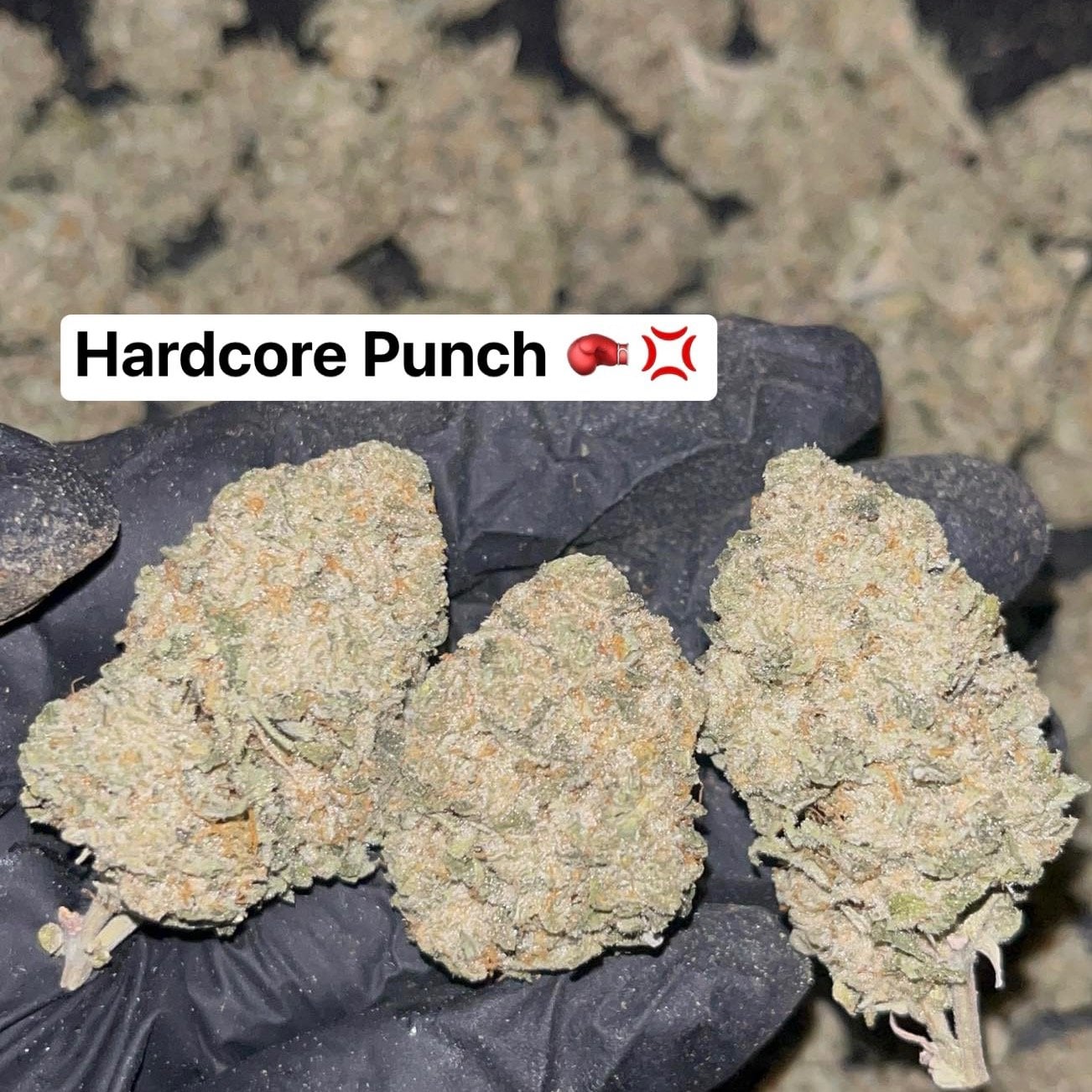 Fc Fresf Cannabiz