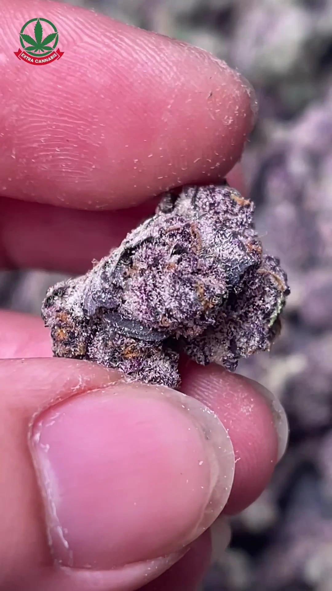Extra Cannabis