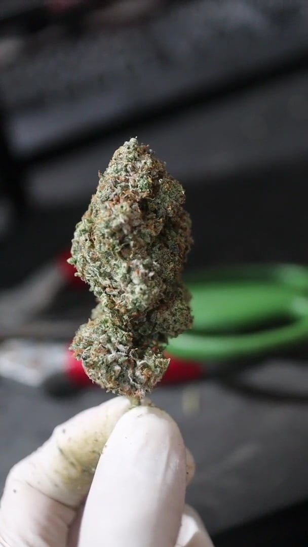 Royyim Cannabis Store Songkhla
