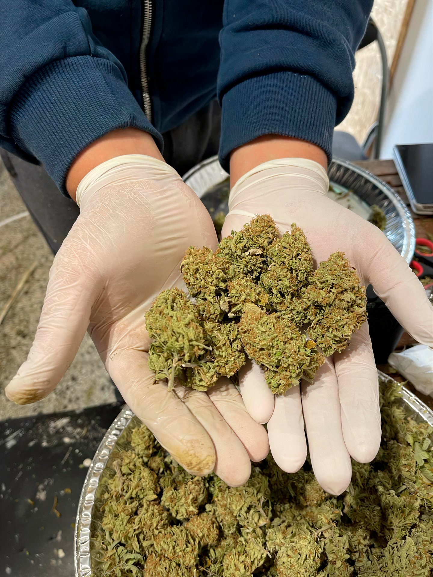 Cannabis Social Club