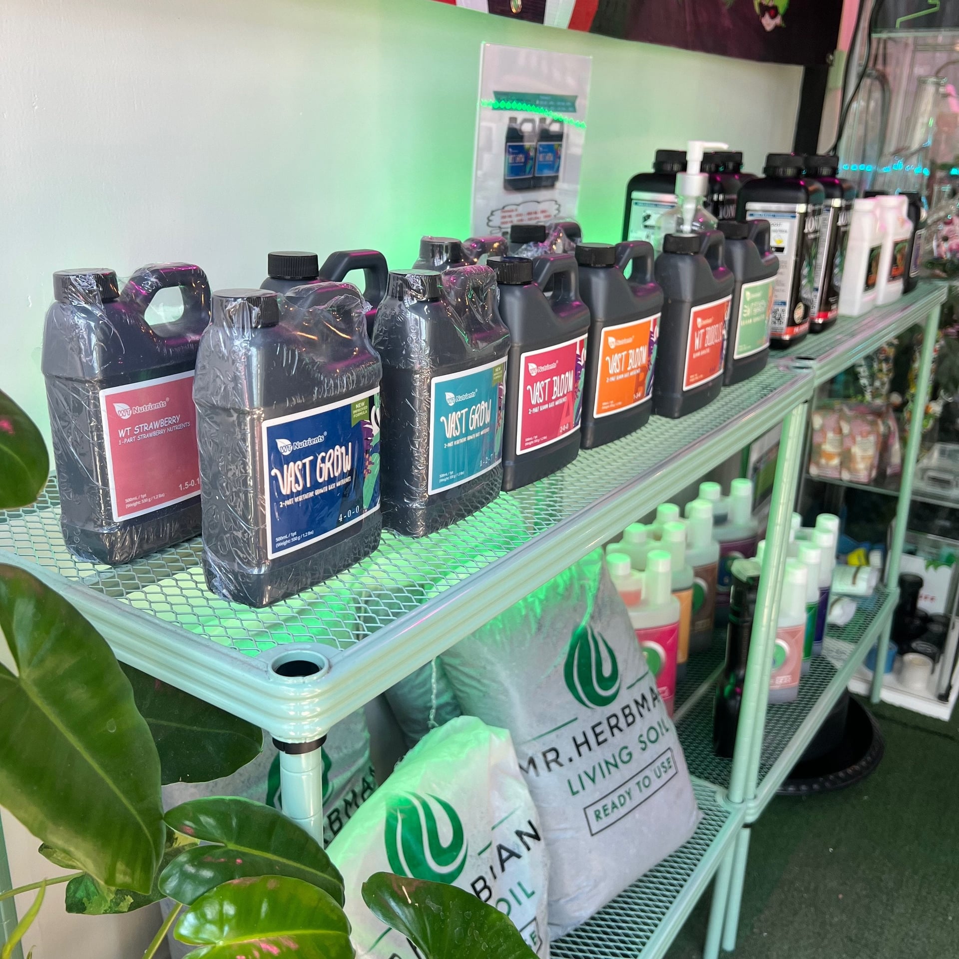 Channel Weed Store Rangsit