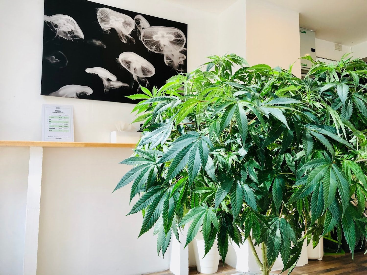 Indica&Sativa