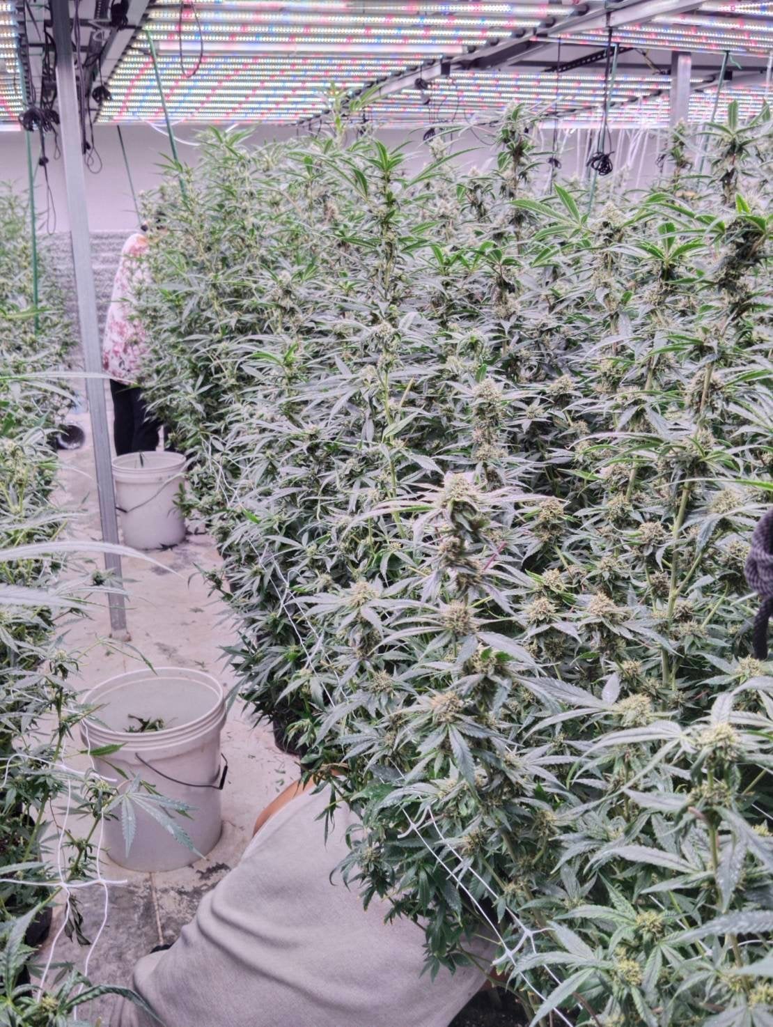 Mali Cannabis House