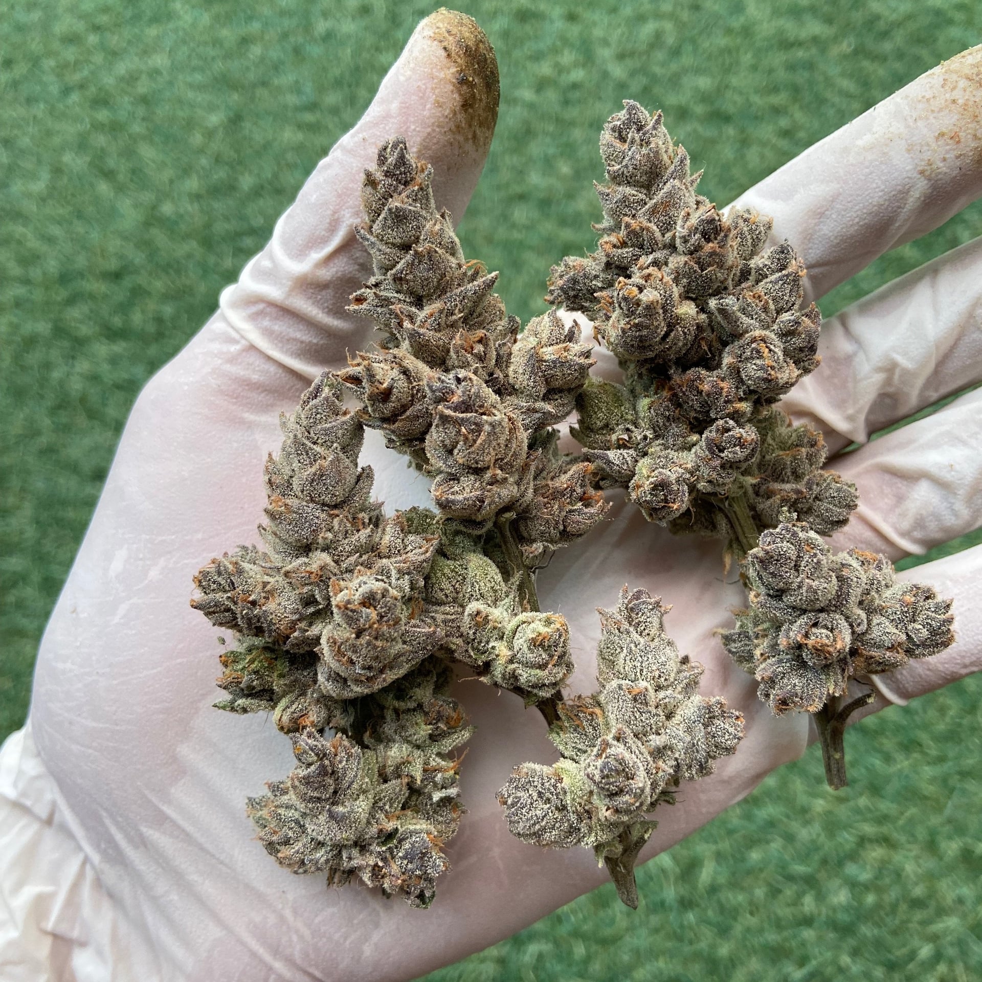 Mahamao Cannabis I Delivery Only