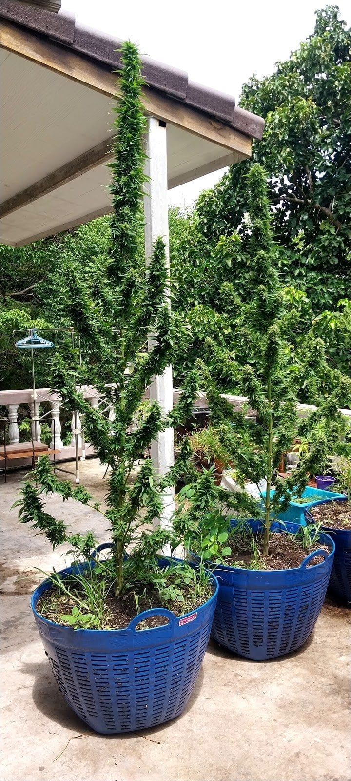 KD Genetics