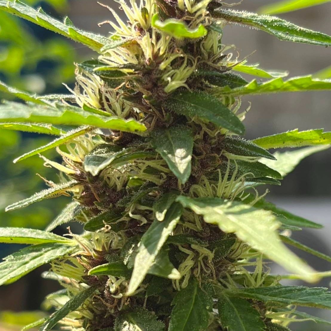 Cannabis Indy