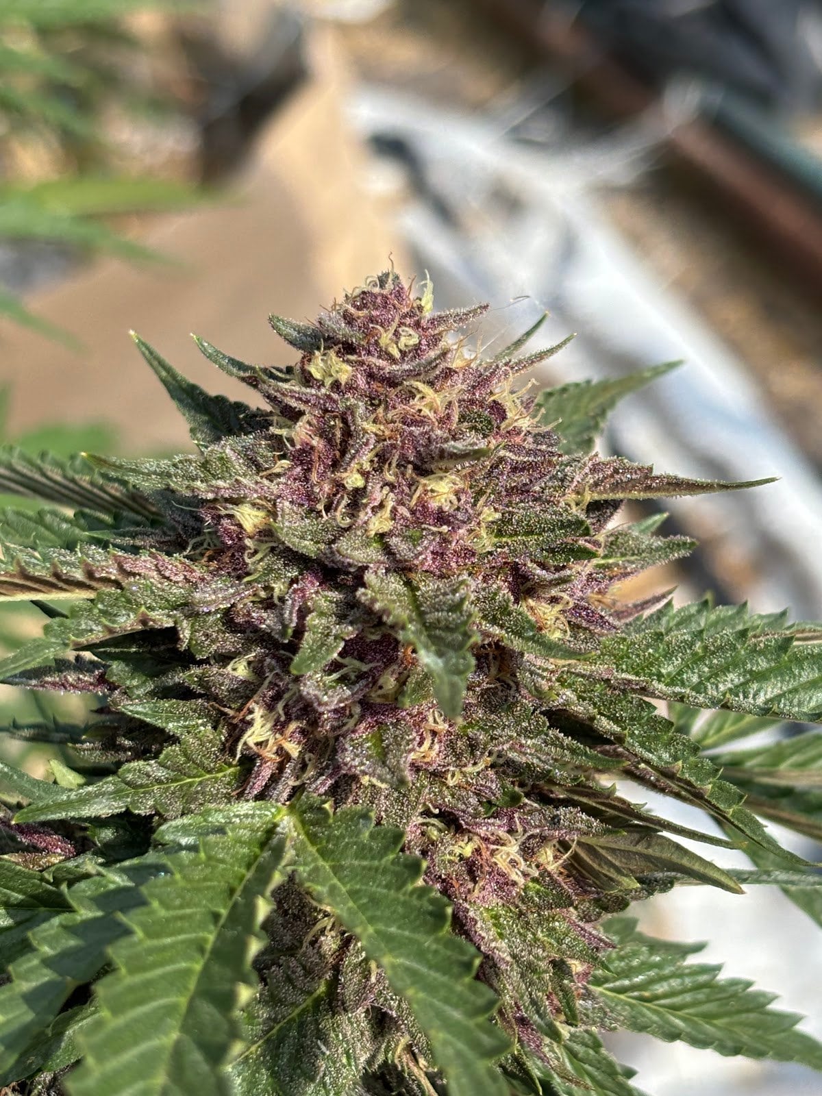 Highsiam Long Beach