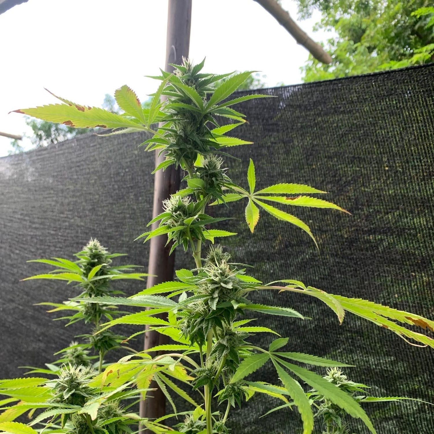 Theo Cannabis