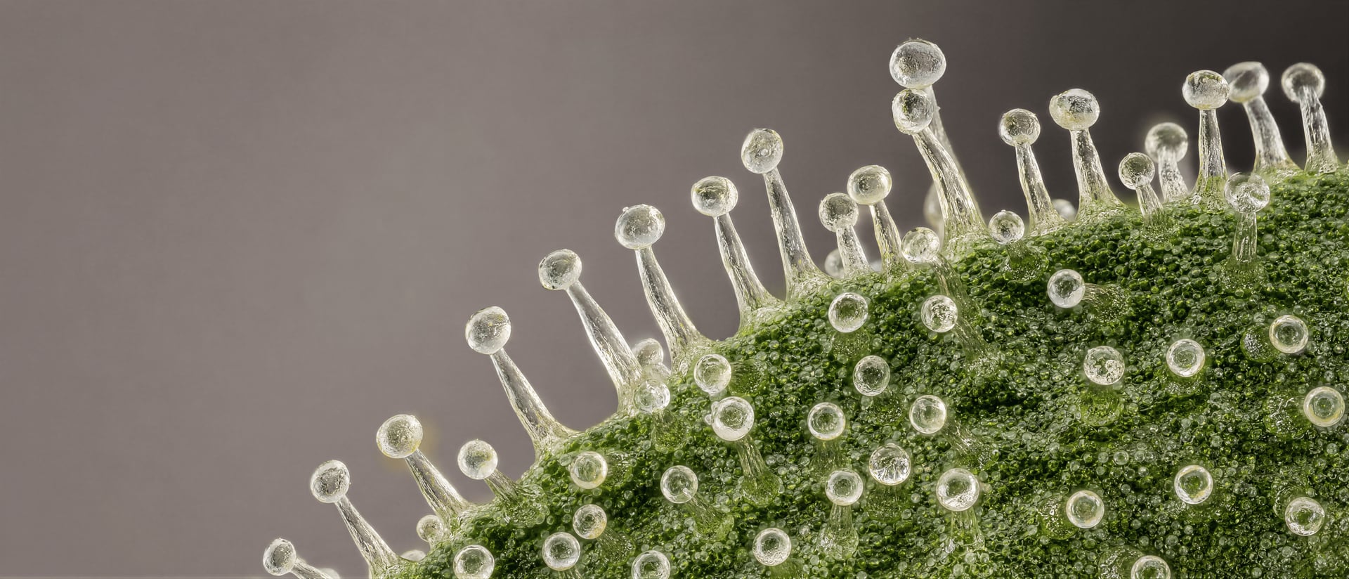 Cannabis Trichomes: Types, Anatomy, Maturity Guide