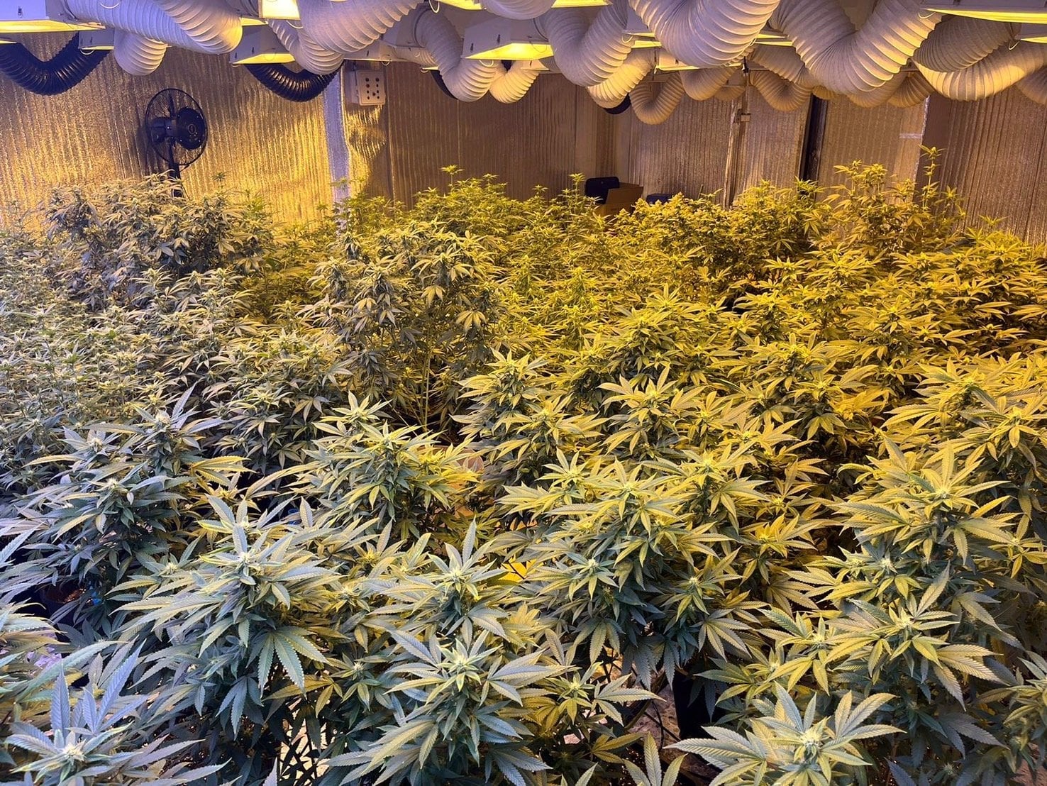 852 Cannabis