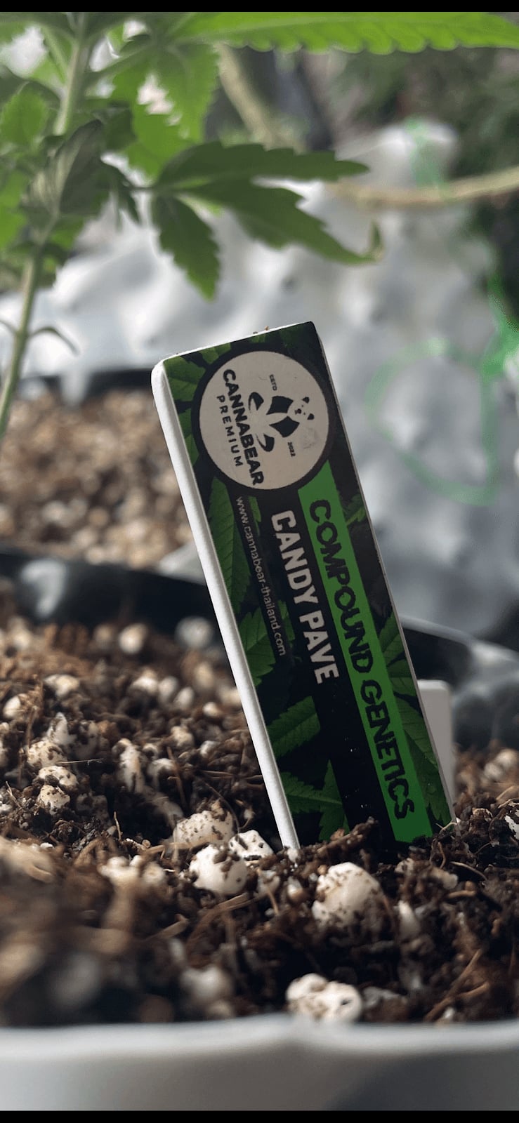 Cannabear