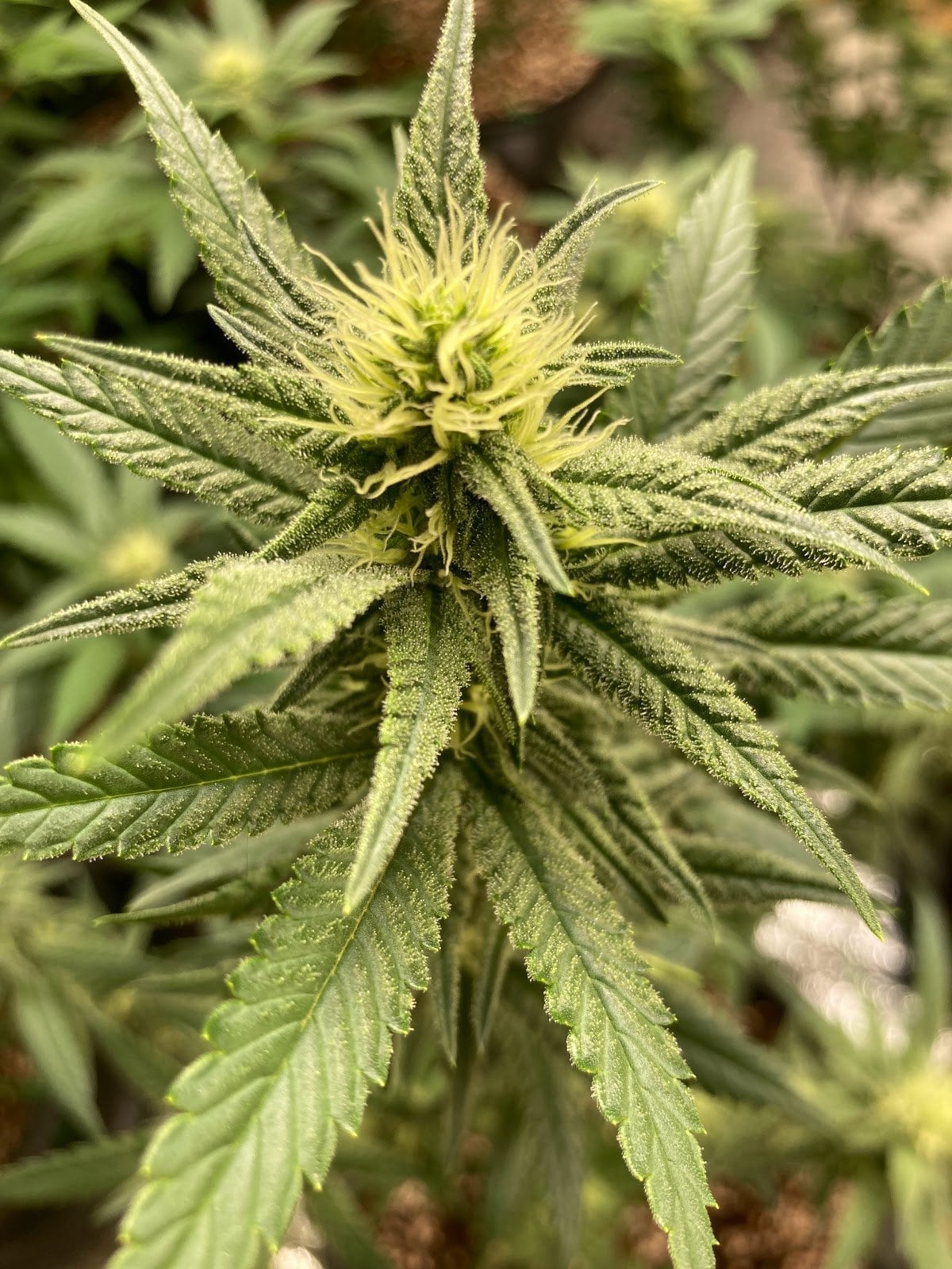 Top Strain 3 By Green KronicK