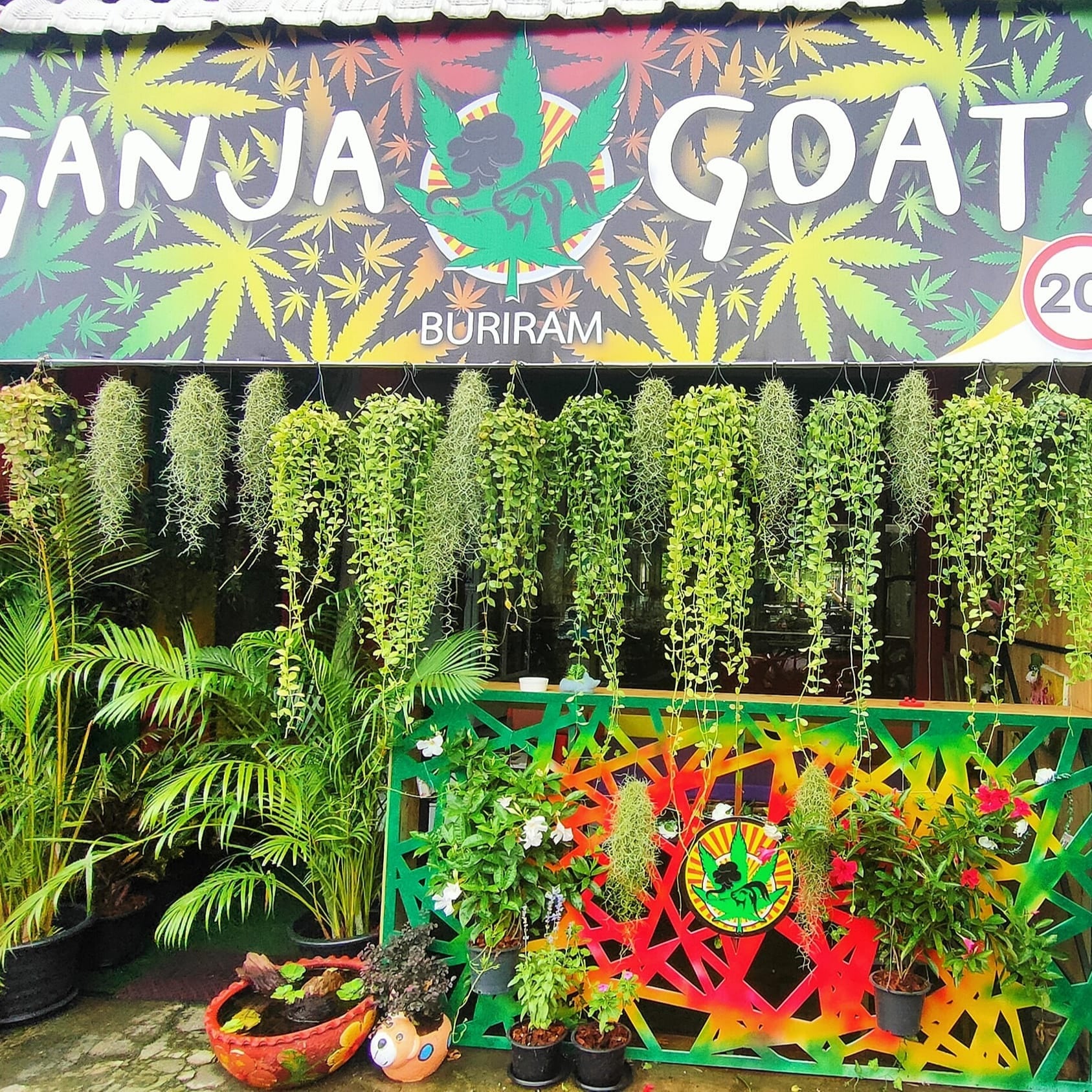 Ganja Goats - Buriram - Cannabis And Kratom