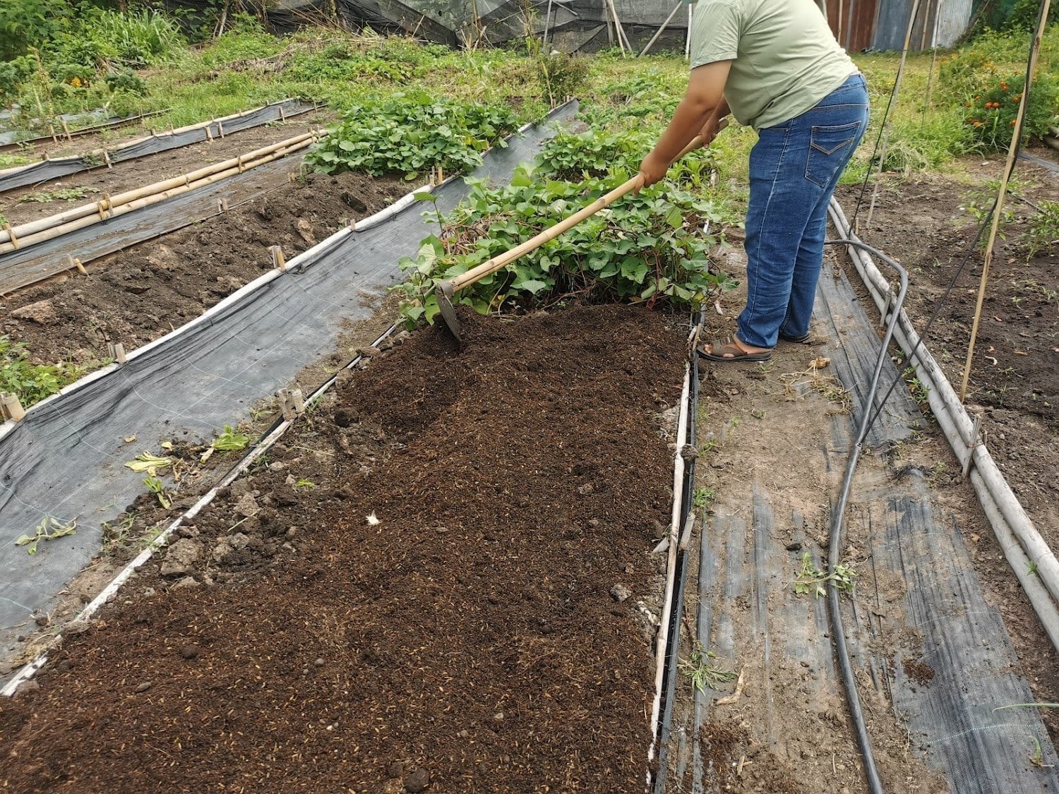 Community Cannabis Farm Chiang Mai