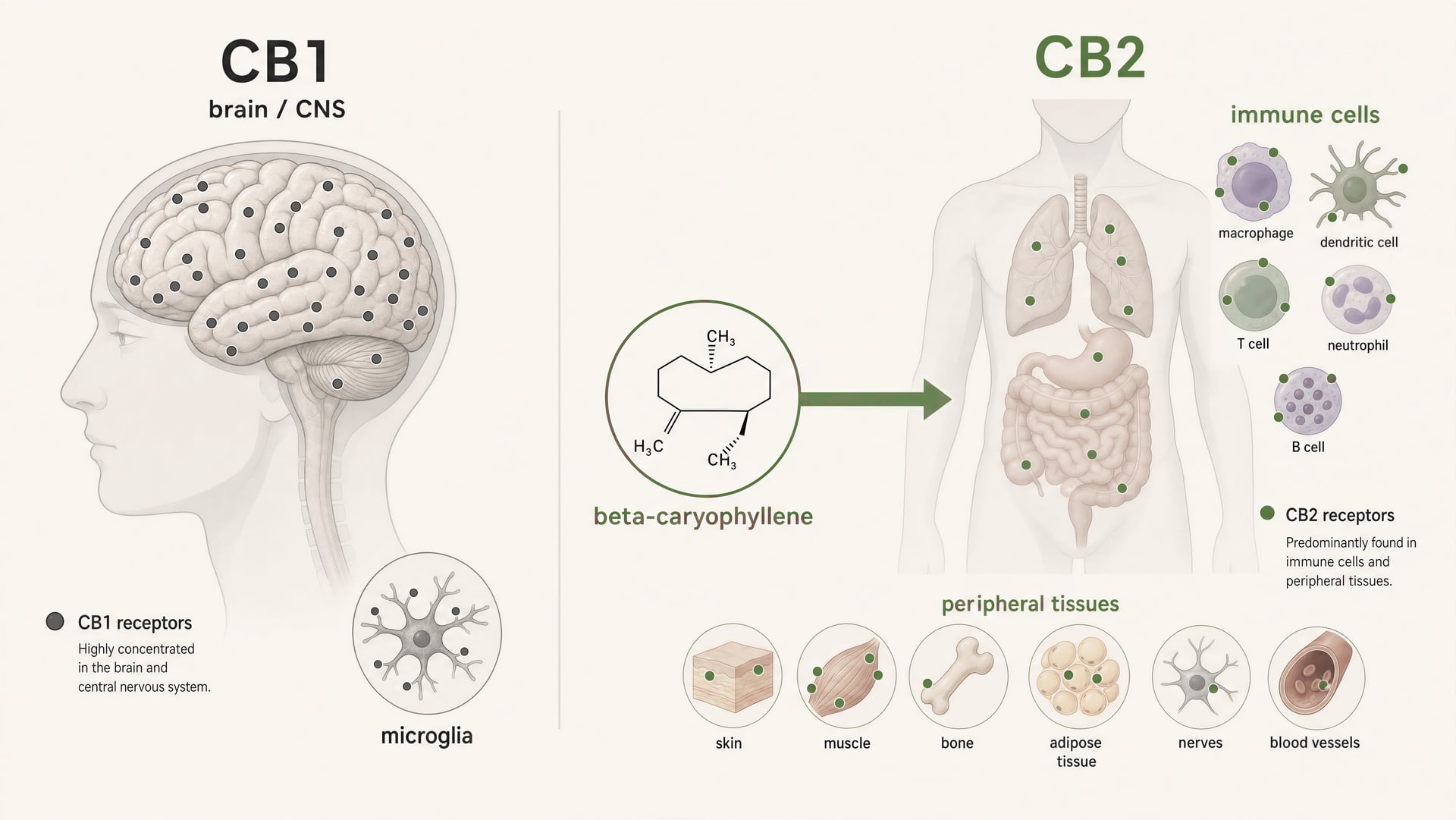 Beta-Caryophyllene: el único terpeno que se une a CB2
