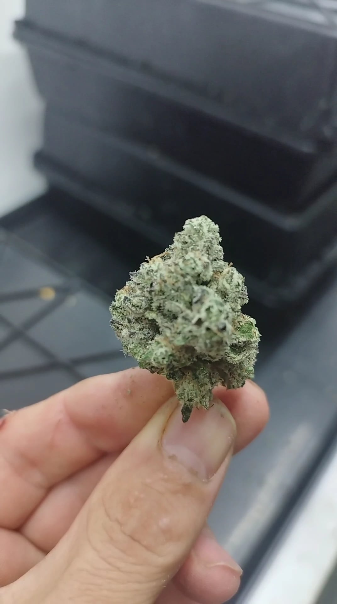 Van Goghs Cannabis Nutrients