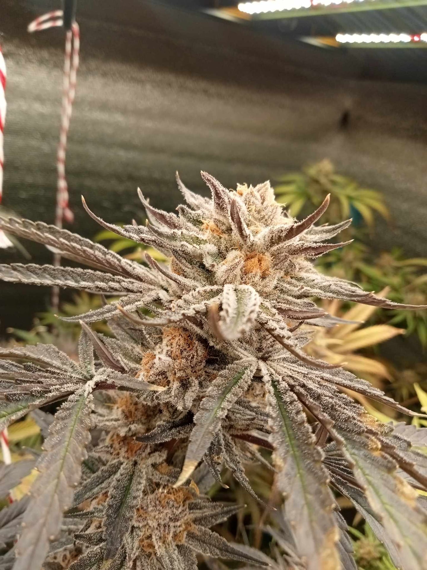 65Cannabis