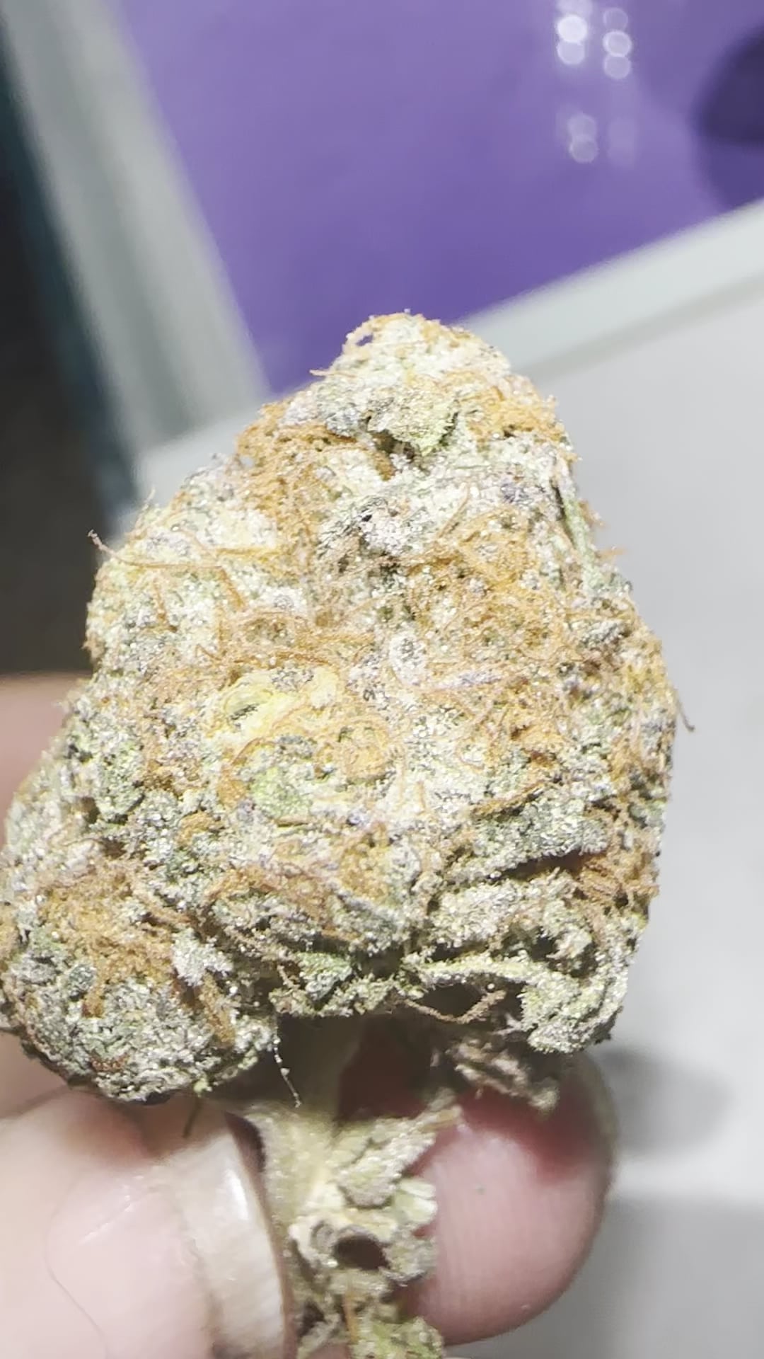SKP Cannabis