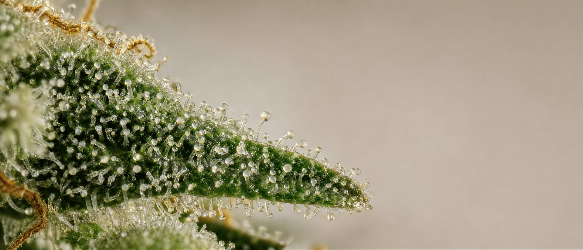 THC (tetrahidrokannabinol): Farmakológia, hatások és kockázatok