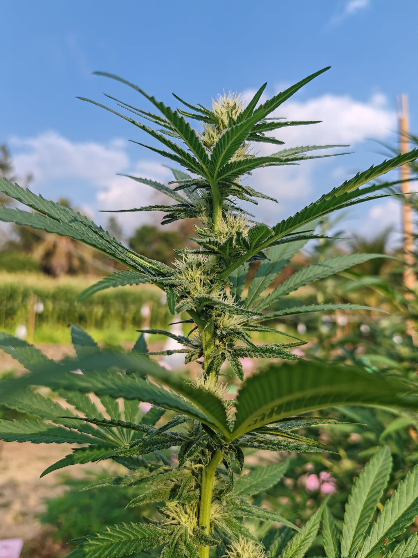 BongKok Cannabis Farm And