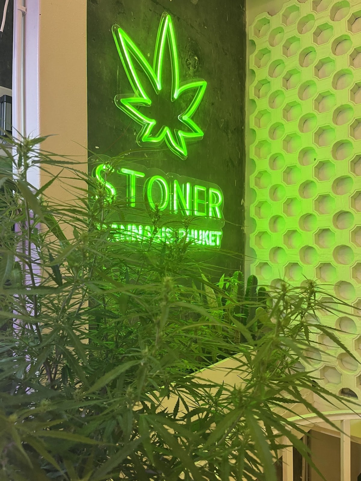 Stoner Cannabis Phuket