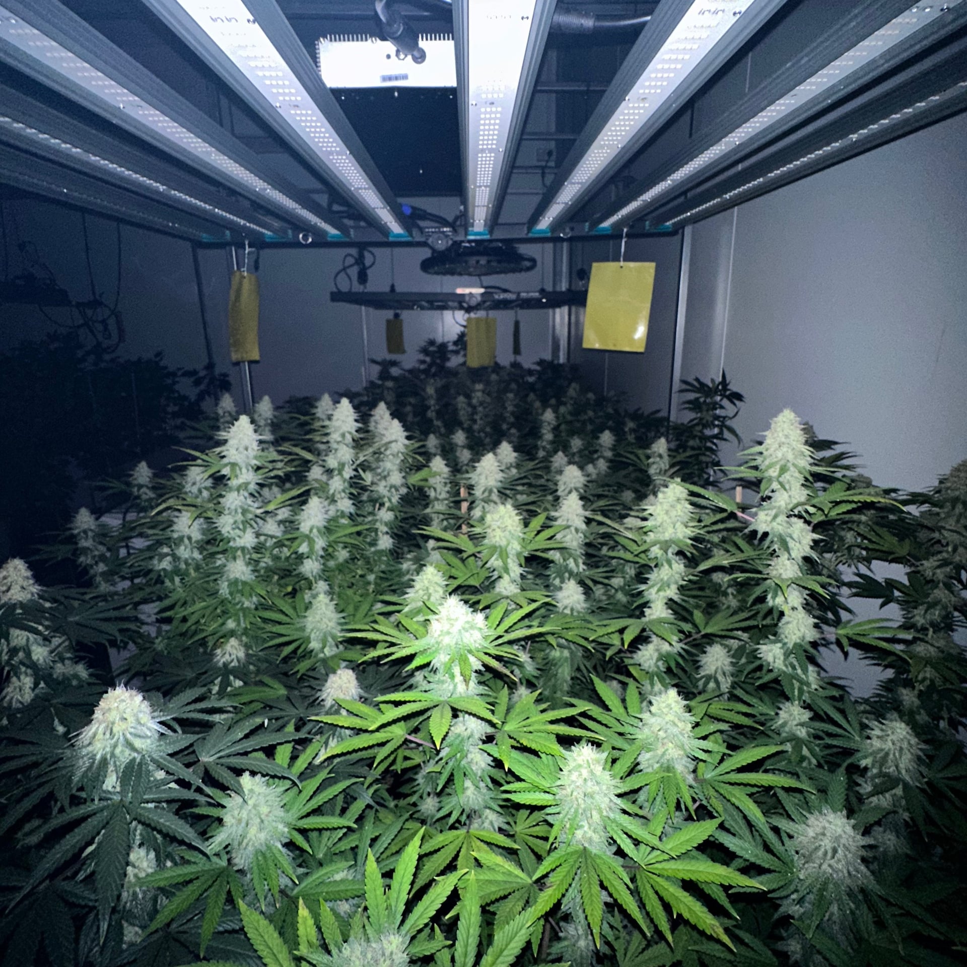 Big Fields Cannabis Farm & Shop X