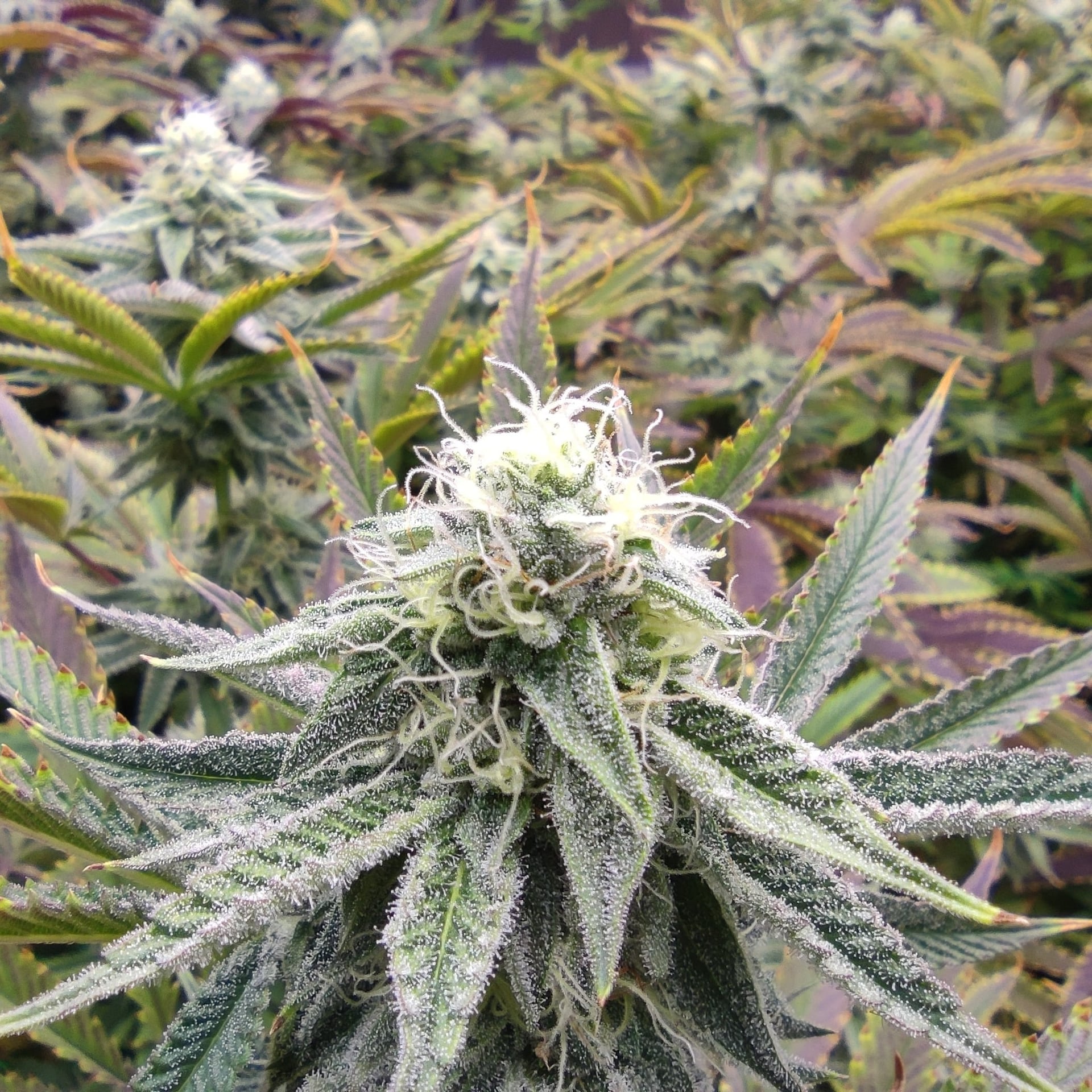 The Normal Buds
