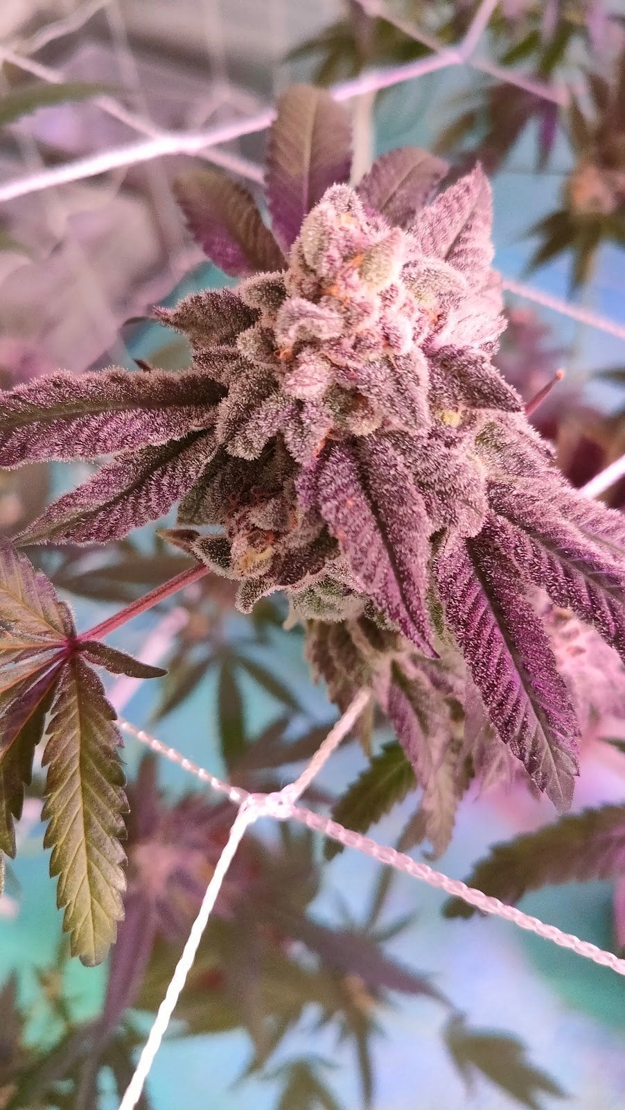 Sweet Leaf