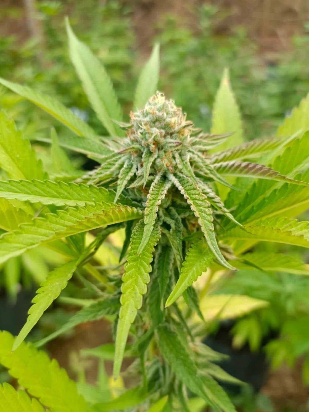 Level THC Farm