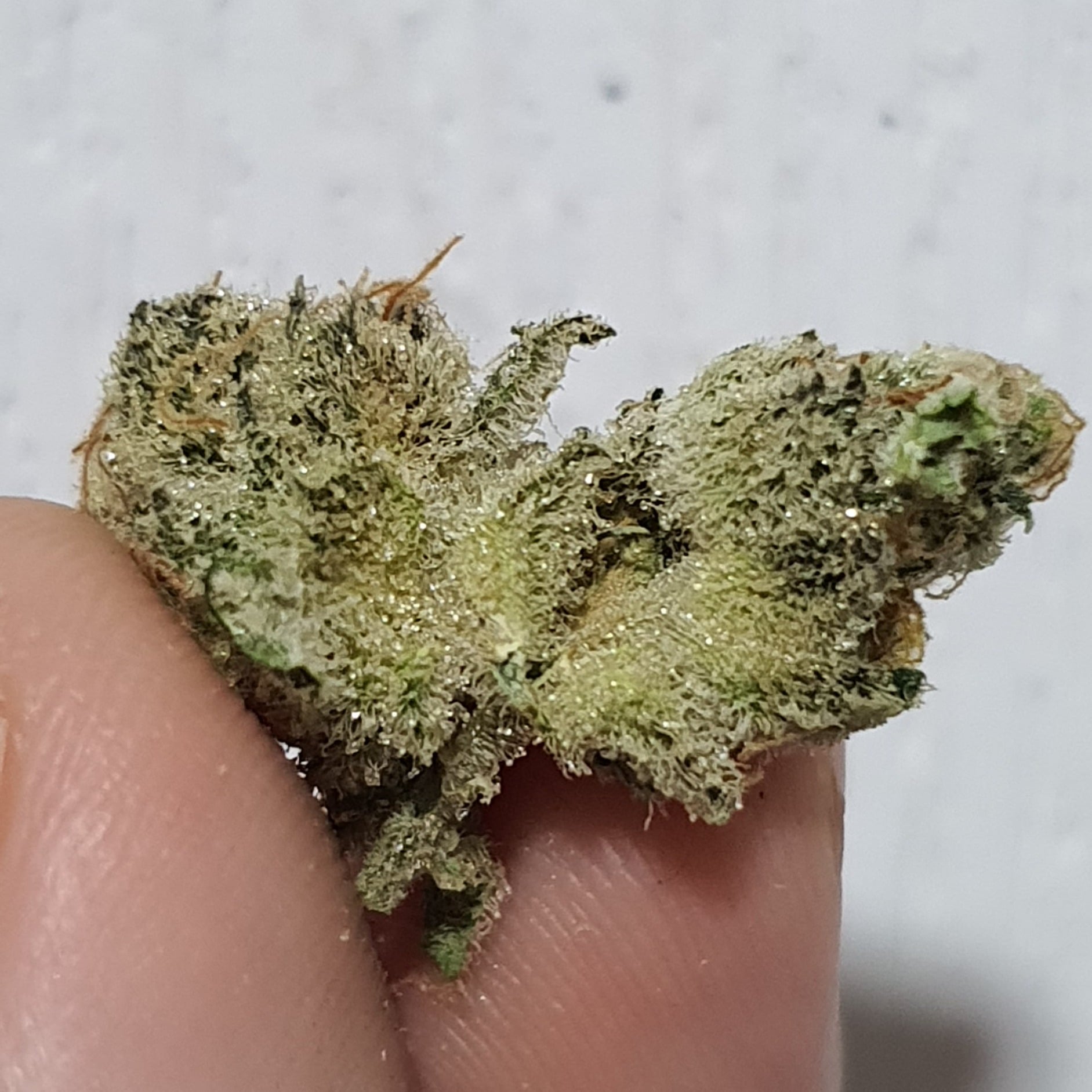 Hughes Bud
