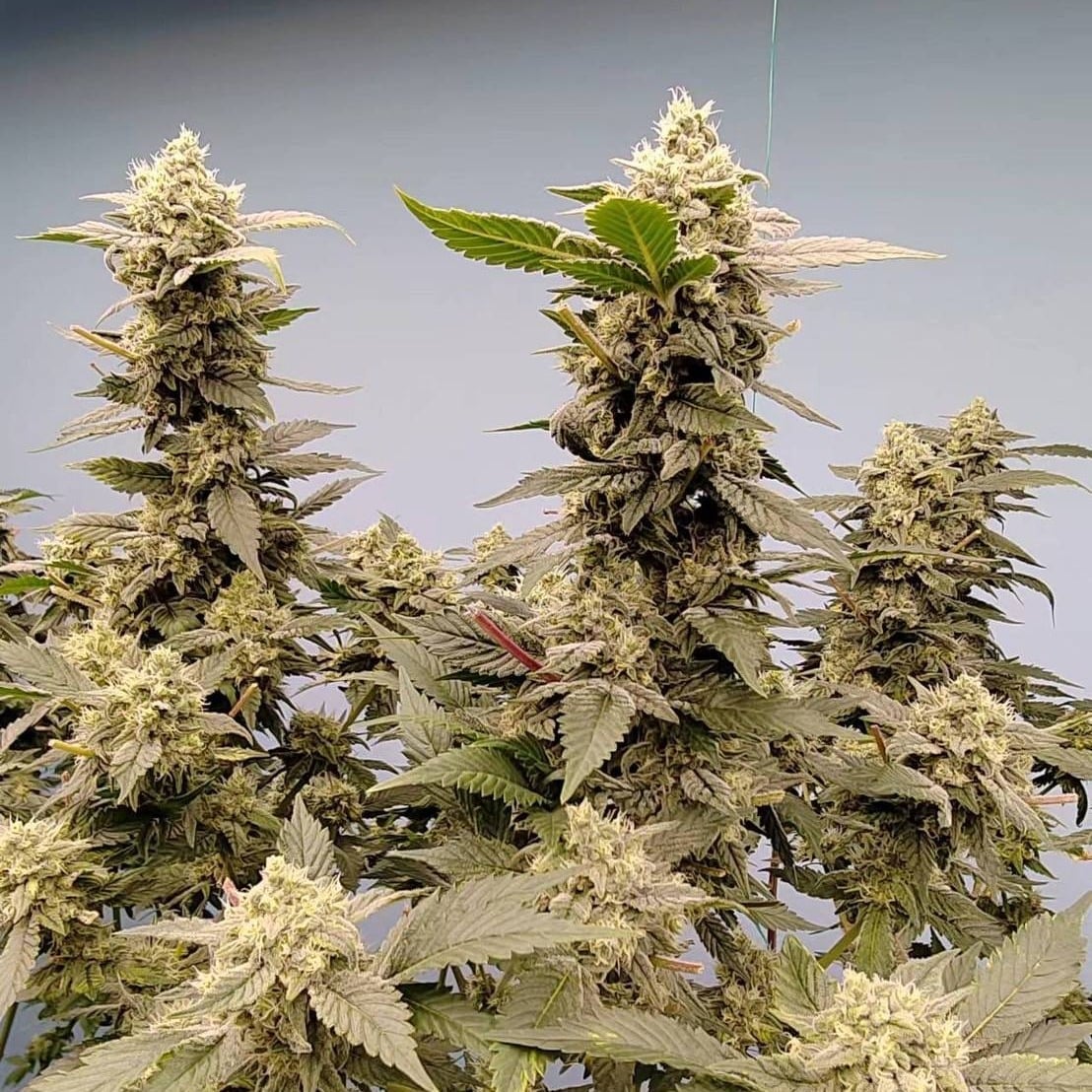 Cannabis Praew Love