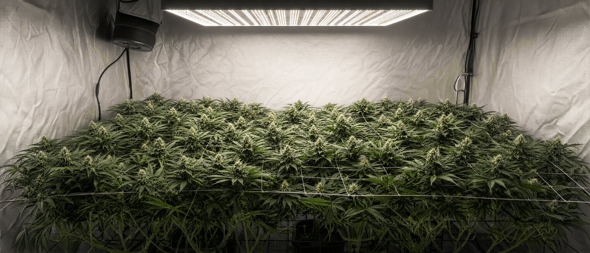 Cannabis alakítási technikák a hozam és a lombkorona javításához