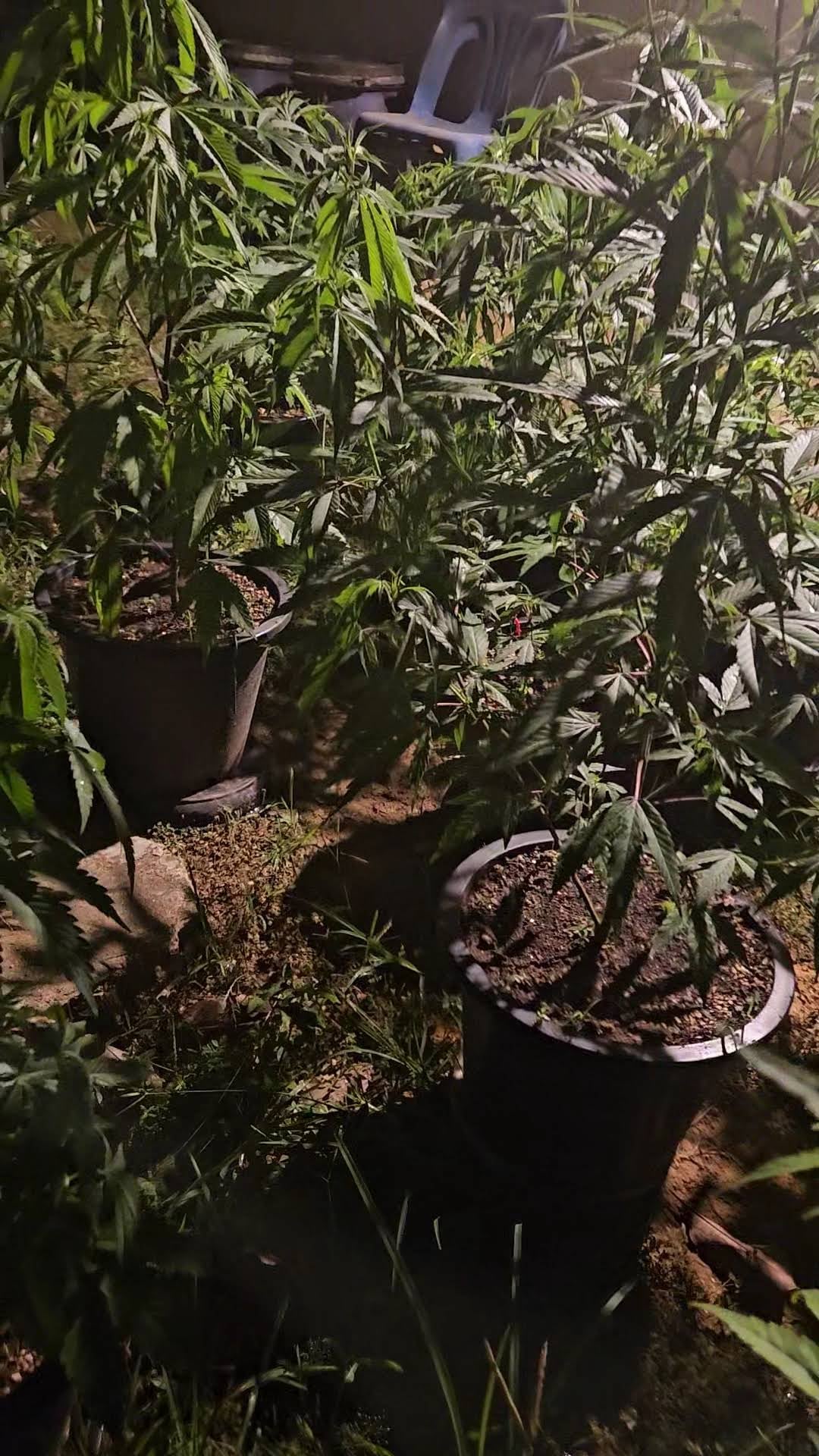 Weed Shop&Organic Thuean