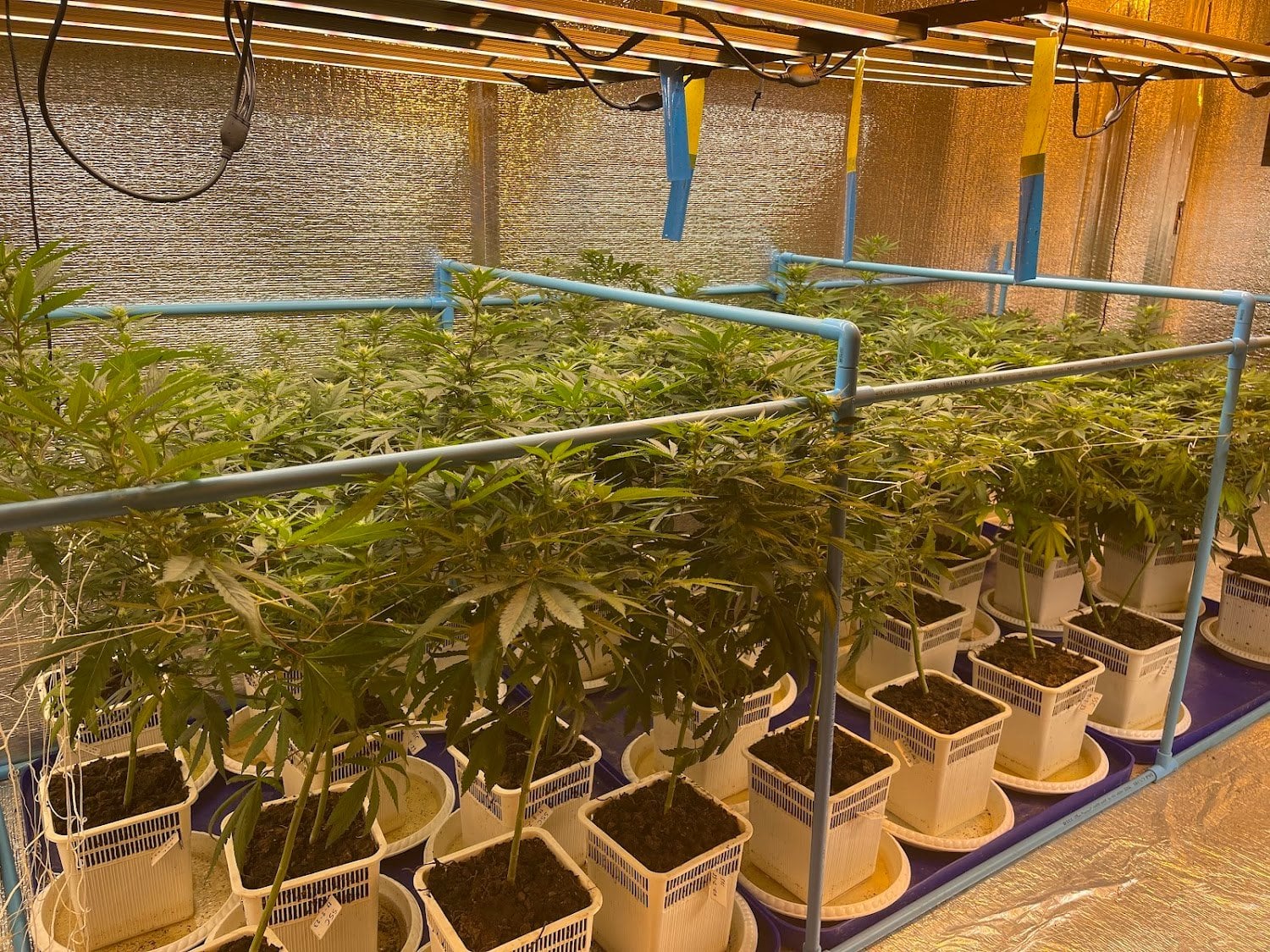 Stash Shack Organic Weed