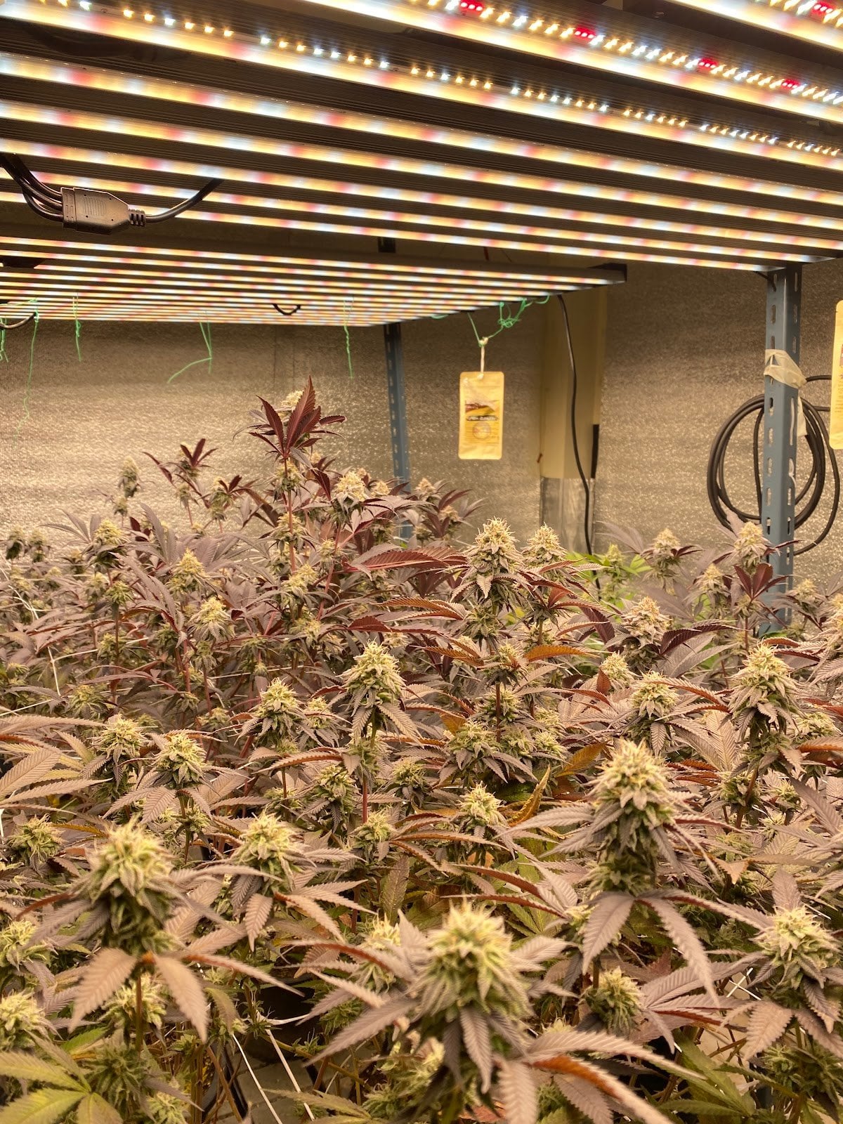 24&Cannabis Shop420