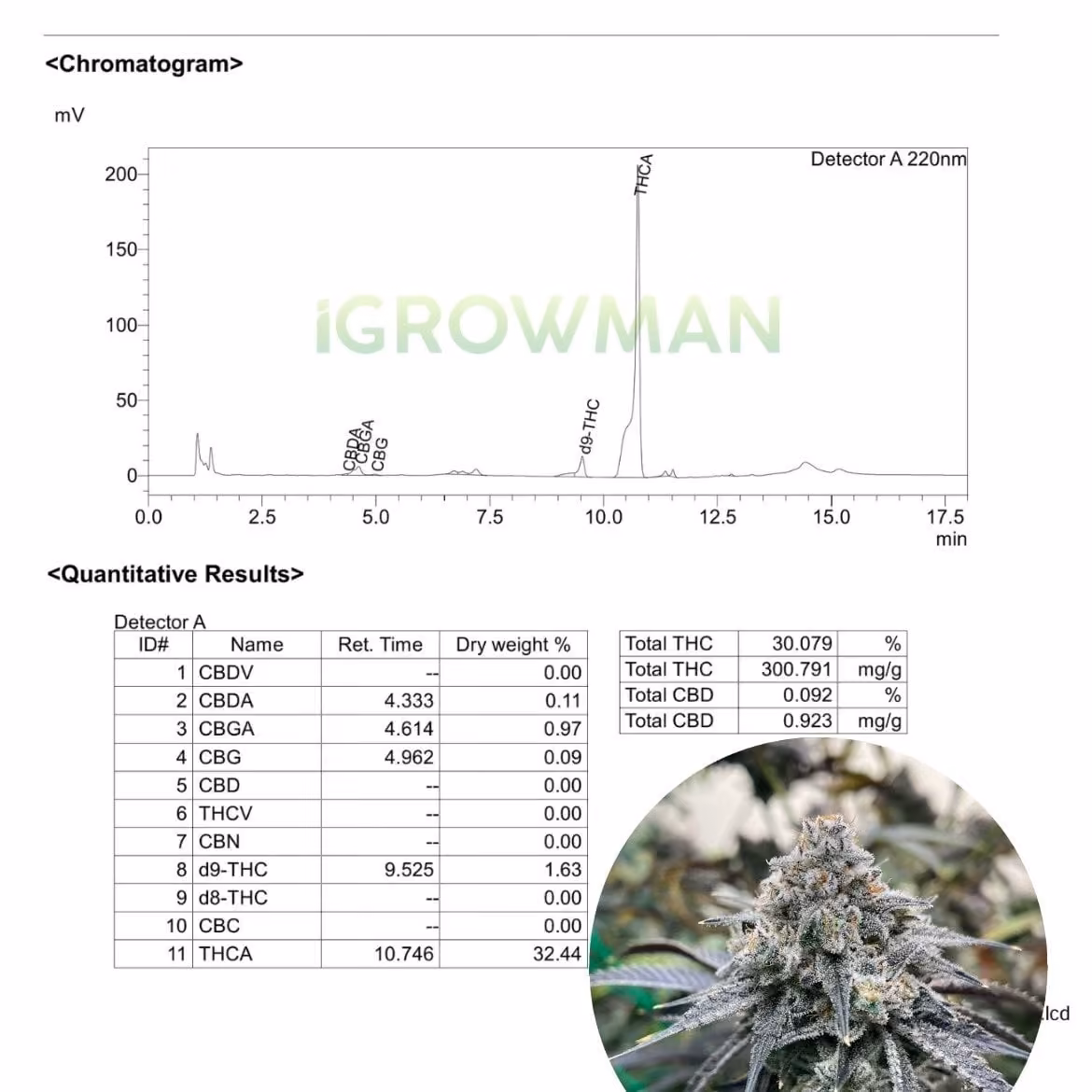 Cannabis Social Club iGrowman Weed High_420 v Bangkok logo