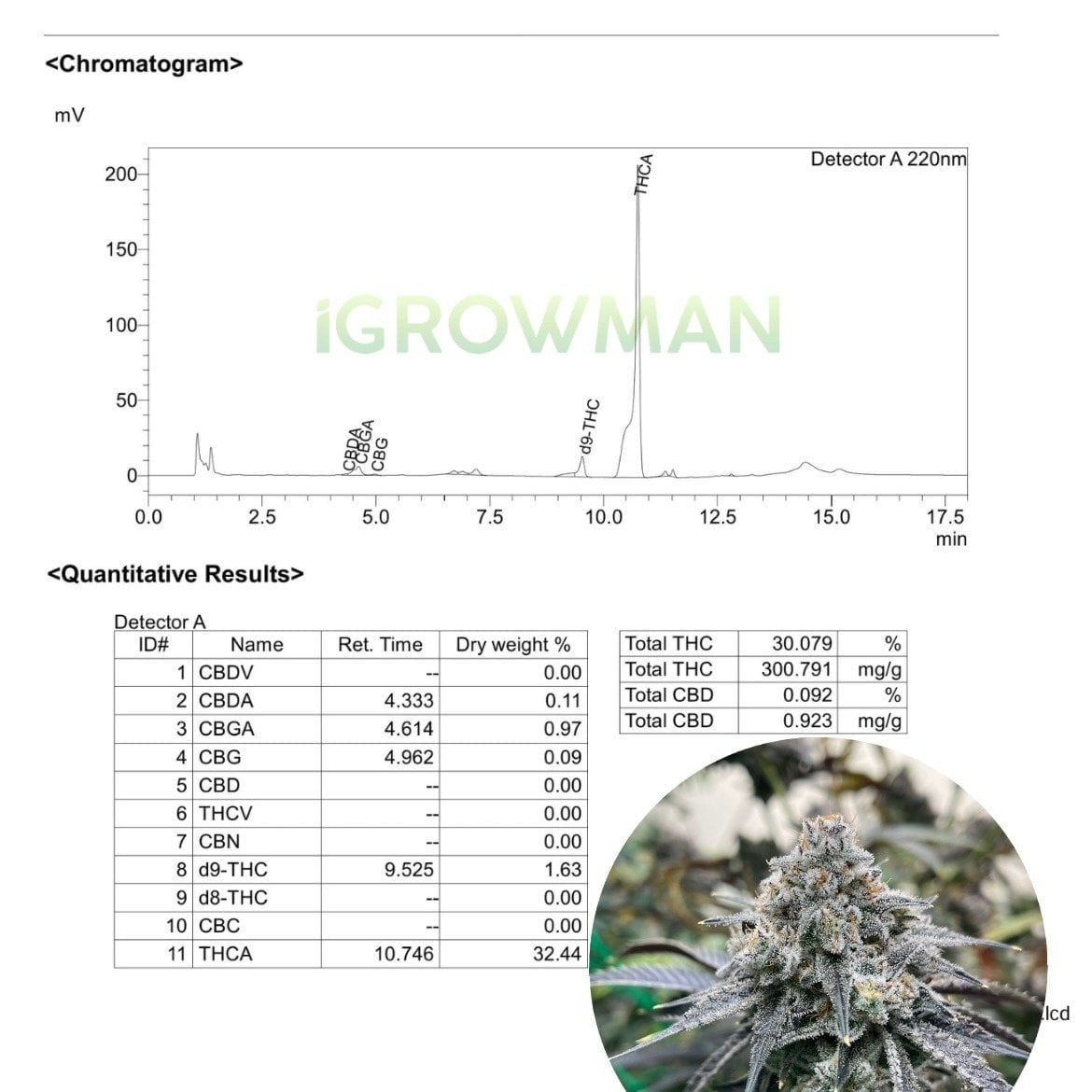 iGrowman Weed High_420 logo