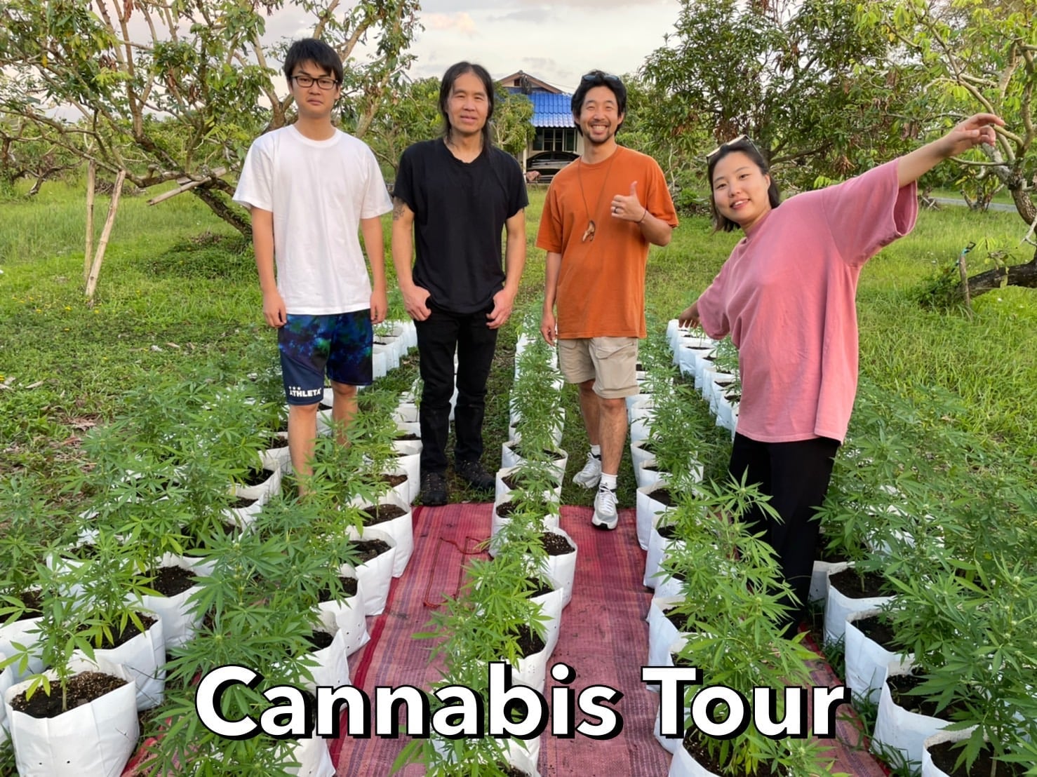 Cannabis Shop Si Phum