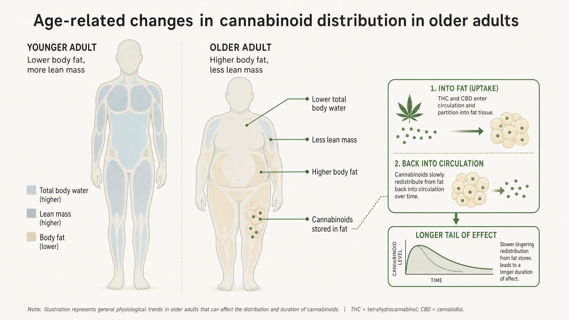 Cannabis для пожилых людей: безопасность, дозирование, CBD vs THC