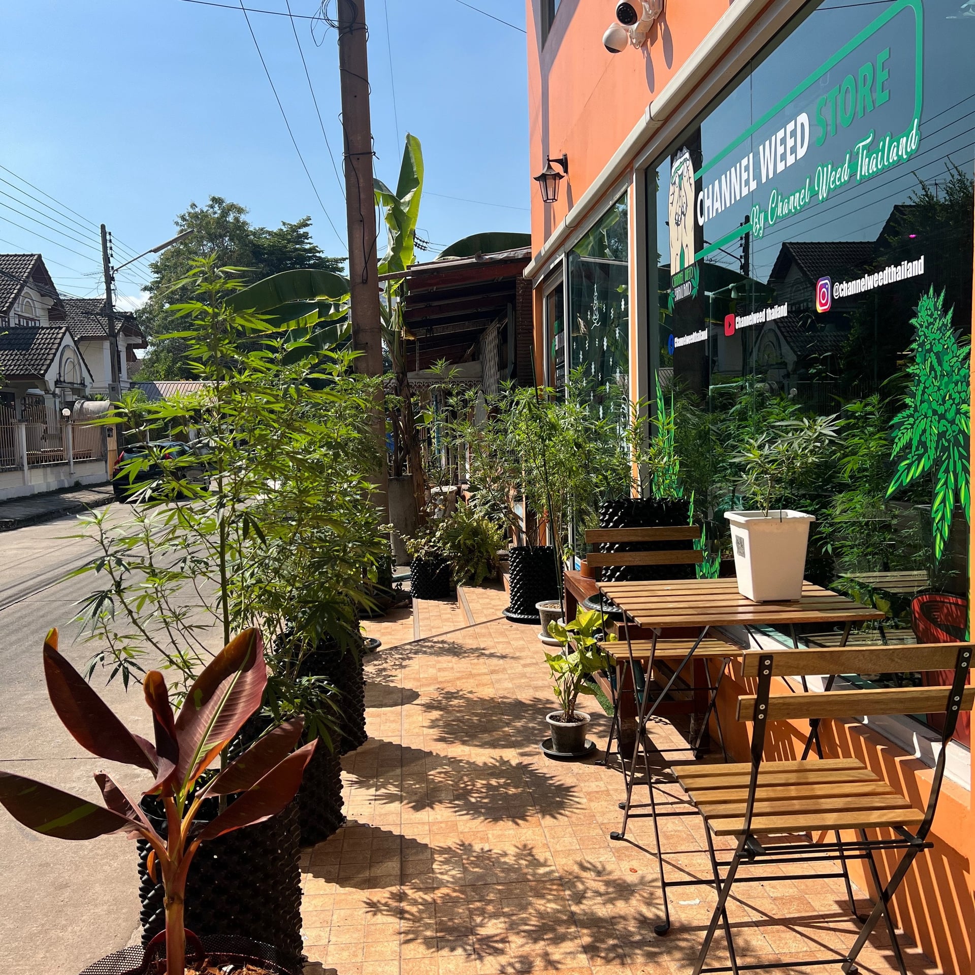 Channel Weed Store Rangsit