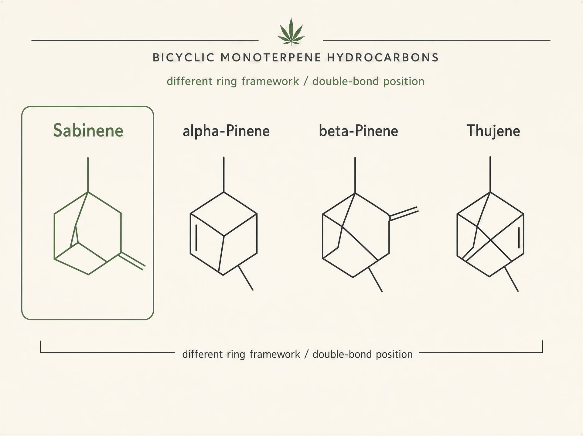 Terpeno Sabinene na cannabis: aroma, factos, evidências