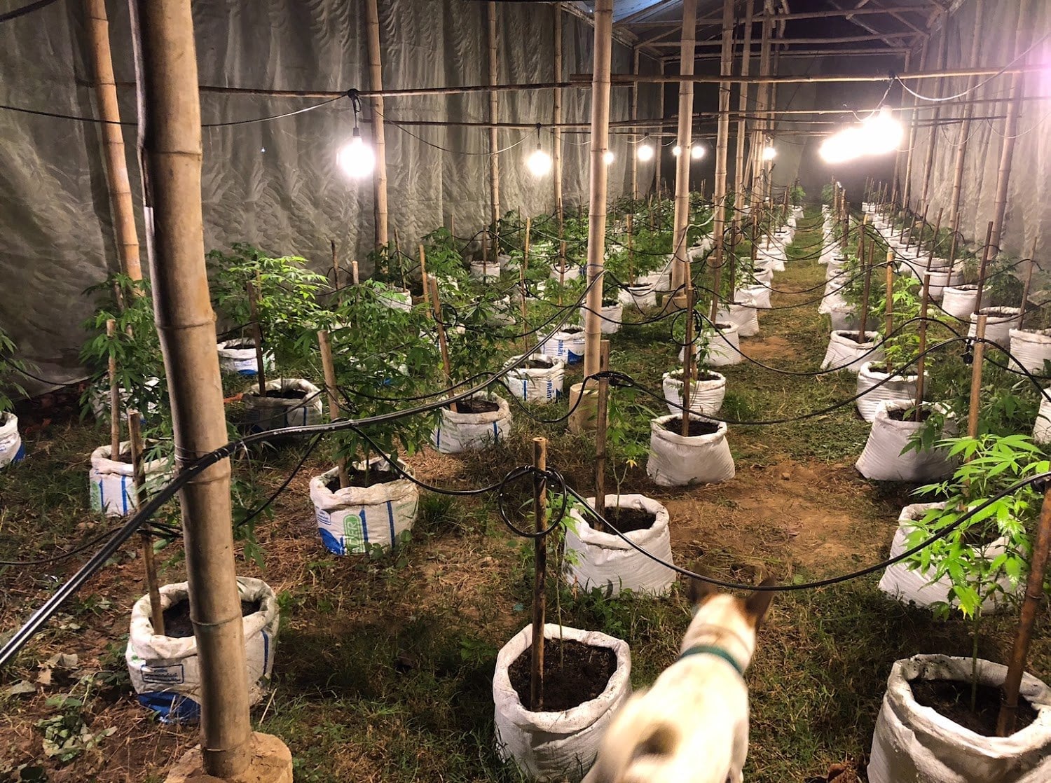 Sai Yok Cannabis Garden