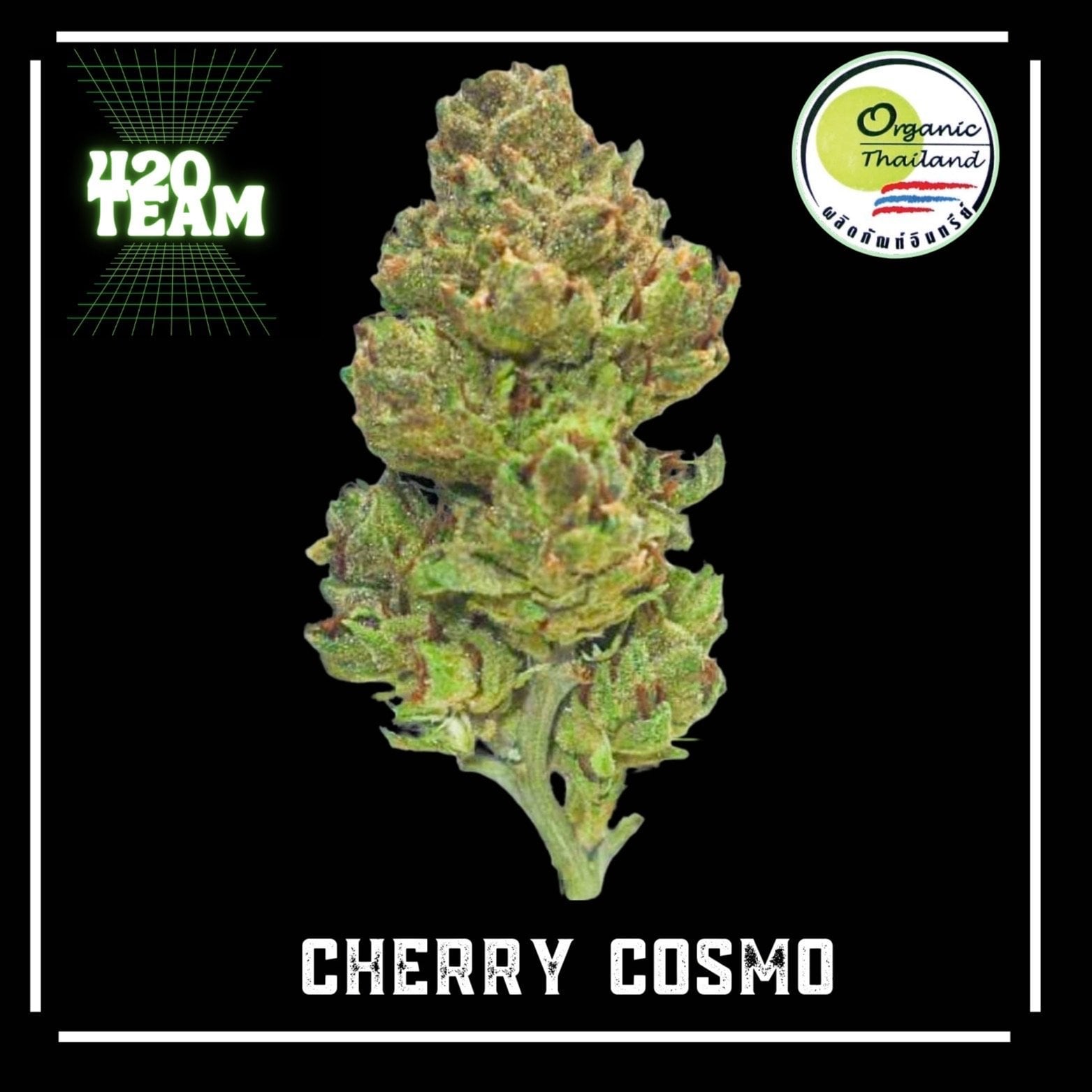 Organic - By.420 Team